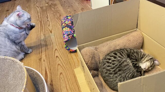 箱で眠る猫と毛繕いをする猫の日常