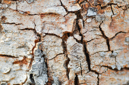 tree bark or bark , Golden shower or Golden shower tree or Indian laburnum or Pudding pine tree or Cassia fistula or old tree or tree texture