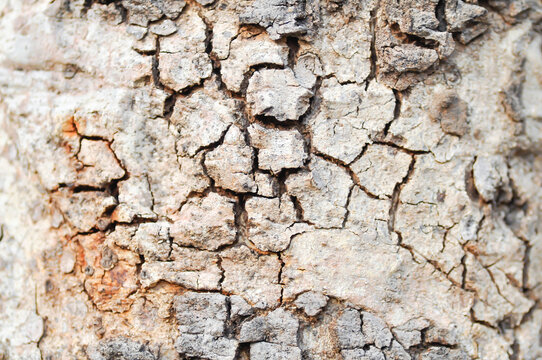tree bark or bark , Golden shower or Golden shower tree or Indian laburnum or Pudding pine tree or Cassia fistula or old tree or tree texture