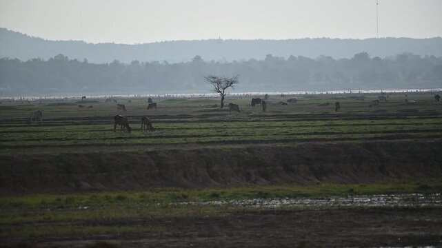 The rice fields are next to the reservoir. During the dry season, when the water level drops, the villagers will bring their herds of buffalo down to graze.