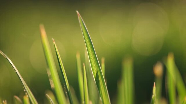 Soft cinematic close-up of grass blades moving in a gentle breeze, illuminated by warm sunlight, ideal for sustainability messaging, nature branding, or relaxing visual backgrounds