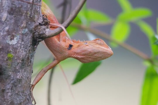 Oriental Garden Lizard: This species is commonly found around houses, gardens, and wooded areas. They are highly adaptable and able to camouflage themselves well on tree branches.