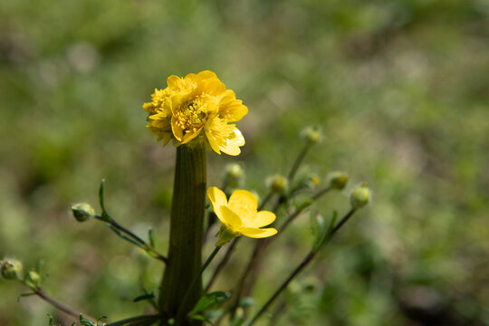 Fasciated buttercup flower showing unique genetic mutation