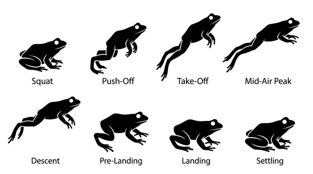 A vector silhouette icon set showing a frog in various jumping motion phases on a plain surface.