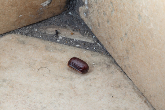 Cockroach ootheca depositing in a house corner