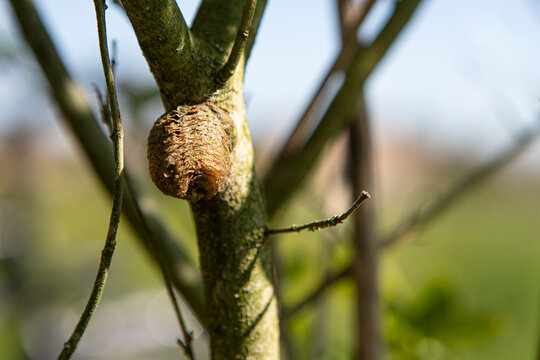 Mantis ootheca forming protective egg case on tree branch