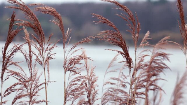 Field of dried reeds swaying in wind.