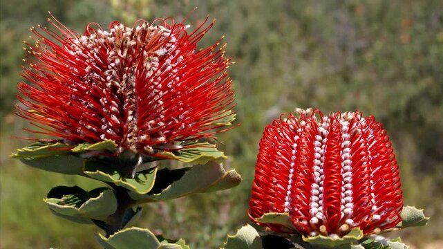 Banksia coccinea wildflowers blooming in natural Australian coastal heathland