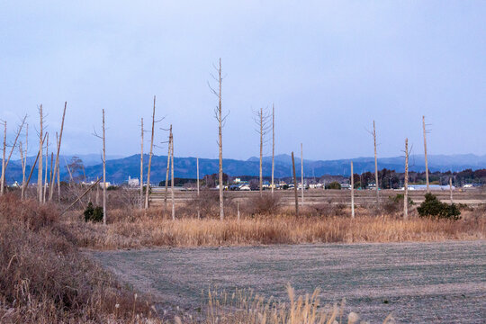 Dead trees killed by the 2011 tsunami in the abandoned fields of Namie, Fukushima Prefecture, Japan.