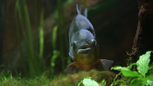 Slow motion footage of piranhas swimming calmly with detailed close views of teeth and textured skin in water