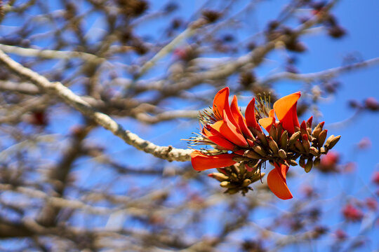 Coral tree erythrina flowers blooming in spring