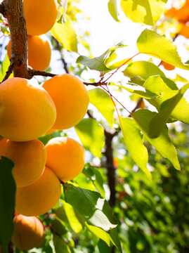 Ripe apricots hanging on a tree branch in a garden.