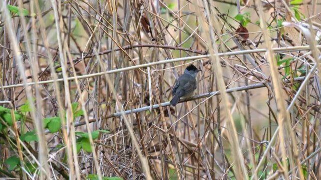 Blackcap bird singing at sunrise while perched on reed stem captured in slow motion with soft morning light in natural habitat