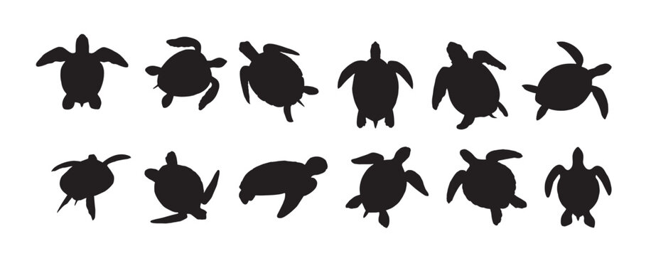 sea turtle silhouette on white background 
