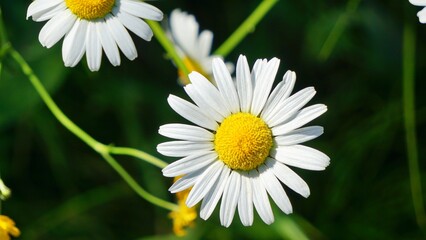 Fototapeta premium White Daisy Flowers With Yellow Center In Green Garden