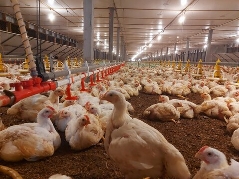 Large group of broiler chickens resting on brown earth floor inside a spacious industrial poultry farm with feeding troughs and lighting overhead.