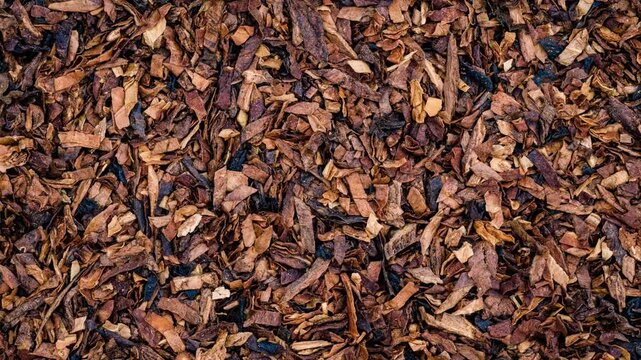 Tobacco brown texture background. High quality dry cut tobacco  big leaf