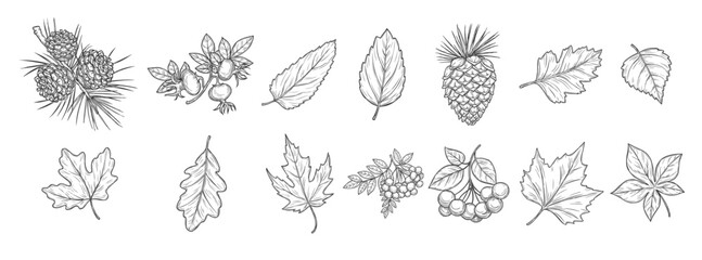 autumn leaf of maple and oak fall acorn and rowan vector illustration © Hinsoor