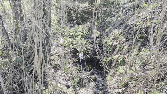Scorcio di un fitto bosco naturale con piccoli ruscelli e vegetazione umida, tra tronchi sottili, rampicanti e sottobosco verde. Atmosfera selvaggia e incontaminata