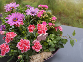 Fototapeta premium Vibrant spring floral arrangement featuring pink osteospermum, variegated carnations, and kalanchoe in a decorative pot, perfect for Mother's Day, birthdays, or botanical garden gifts.