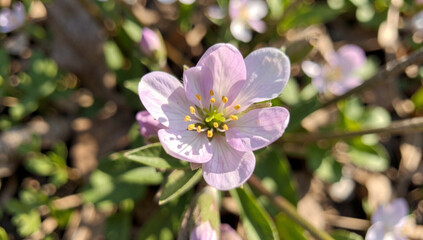 Obraz premium Delicate wildflower bloom against a soft out-of-focus backdrop