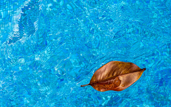 Brown leaf floating on blue water, minimal nature background with copy space