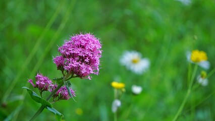 Obraz premium Pink Valerian Wildflower With Daisy And Yellow Flowers In Meadow