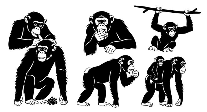 Black and white chimpanzee illustrations showing various natural behaviors