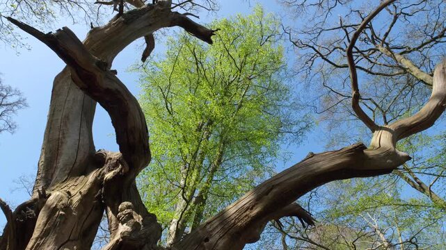 Vibrant coloured new leaves on trees framed by the limbs of an ancient dead tree in the Spring sunshine in woodland in Worcestershire, England.