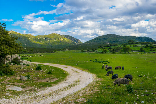 Panoramic view of Supramonte with pasture full of wild pigs and sheep grazing on a green meadow with mountains in the background, Sardinia Island, Italy