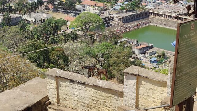 Two goats walk along a stone wall above temple Kalyani pond with town and trees below in Melukote