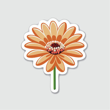 Orange Gerbera Daisy Flower Illustration