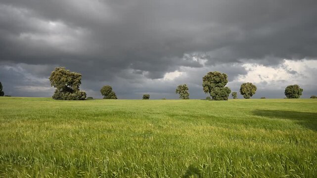 Viento en la pradera