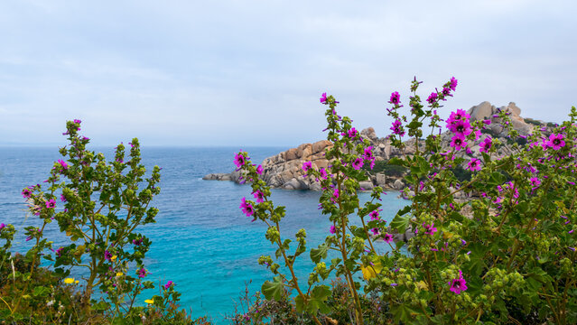 Colorful blooming tree mallow flowers on Capo Testa cape with turquoise sea in the background, Sardinia Island, Italy