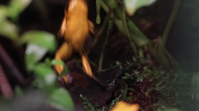 Phyllobates terribilis "golden poison dart frog" seen close up on grass foraging, Golden poison dart frog seen close up