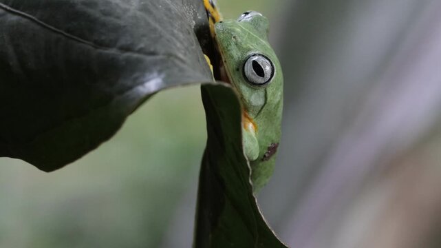 Flying frog closeup face on green  leaves, Javan tree frog hanging on plant, rhacophorus reinwartii