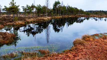 classic high bog landscape in spring, dominated by peace and the awakening of nature after winter, bog vegetation and plants © ANDA