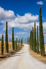 Obraz premium rural landscape in Val d'Orcia with cypress trees