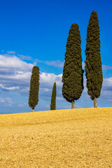 Obraz premium rural landscape in Val d'Orcia with cypress trees