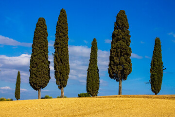 Obraz premium rural landscape in Val d'Orcia with cypress trees