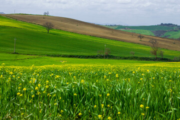 Obraz premium rural landscape in tuscany with green contrast 
