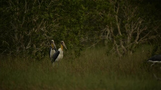 Nature wildlife footage of Lesser Adjutant Stork bird on swamp forest at Koh Phra Thong National Park, Phang Nga Province, Thailand