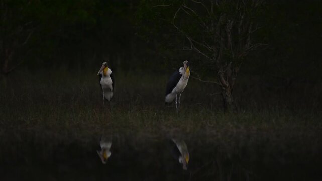 Nature wildlife footage of Lesser Adjutant Stork bird on swamp forest at Koh Phra Thong National Park, Phang Nga Province, Thailand