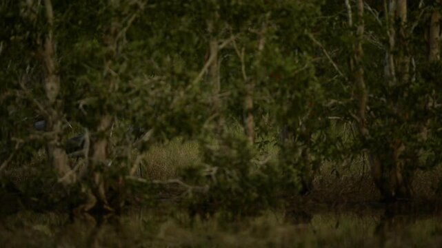 Nature wildlife footage of Lesser Adjutant Stork bird on swamp forest at Koh Phra Thong National Park, Phang Nga Province, Thailand