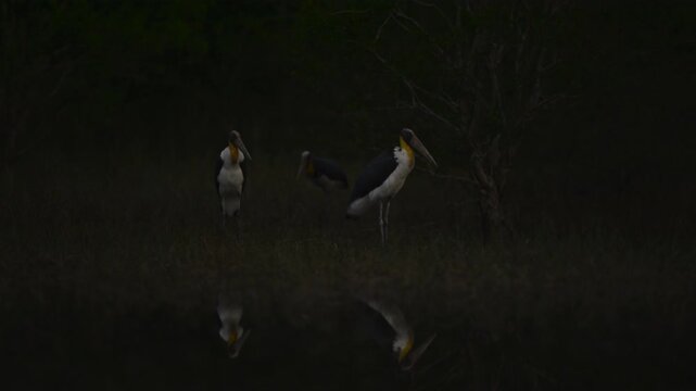 Nature wildlife footage of Lesser Adjutant Stork bird on swamp forest at Koh Phra Thong National Park, Phang Nga Province, Thailand