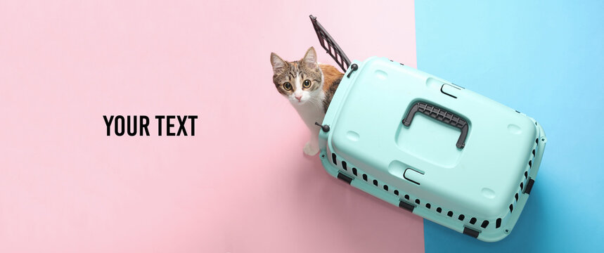 Cat in a pet carrier. Top view on blue pink background. Copy space for your text