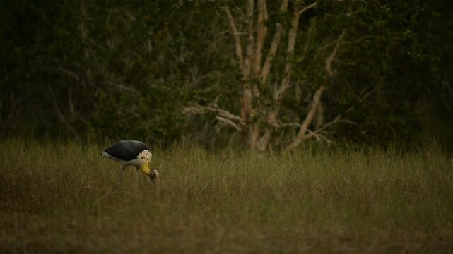 Nature wildlife footage of Lesser Adjutant Stork bird on swamp forest at Koh Phra Thong National Park, Phang Nga Province, Thailand