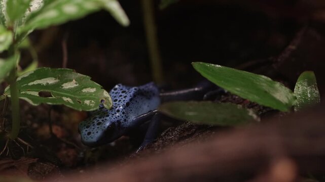 Dart frog dendrobates tinctorius azureus closeup on dry leaves, Dendrobates tinctorius azureus closeup from side view