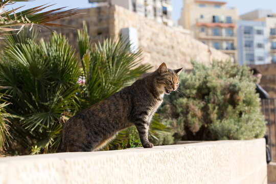 A tabby cat peering out from the stone wall in Malta's historic district