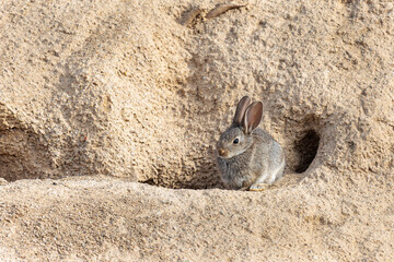 Oryctolagus cuniculus. Common or European rabbit kit next to the burrow. © LFRabanedo